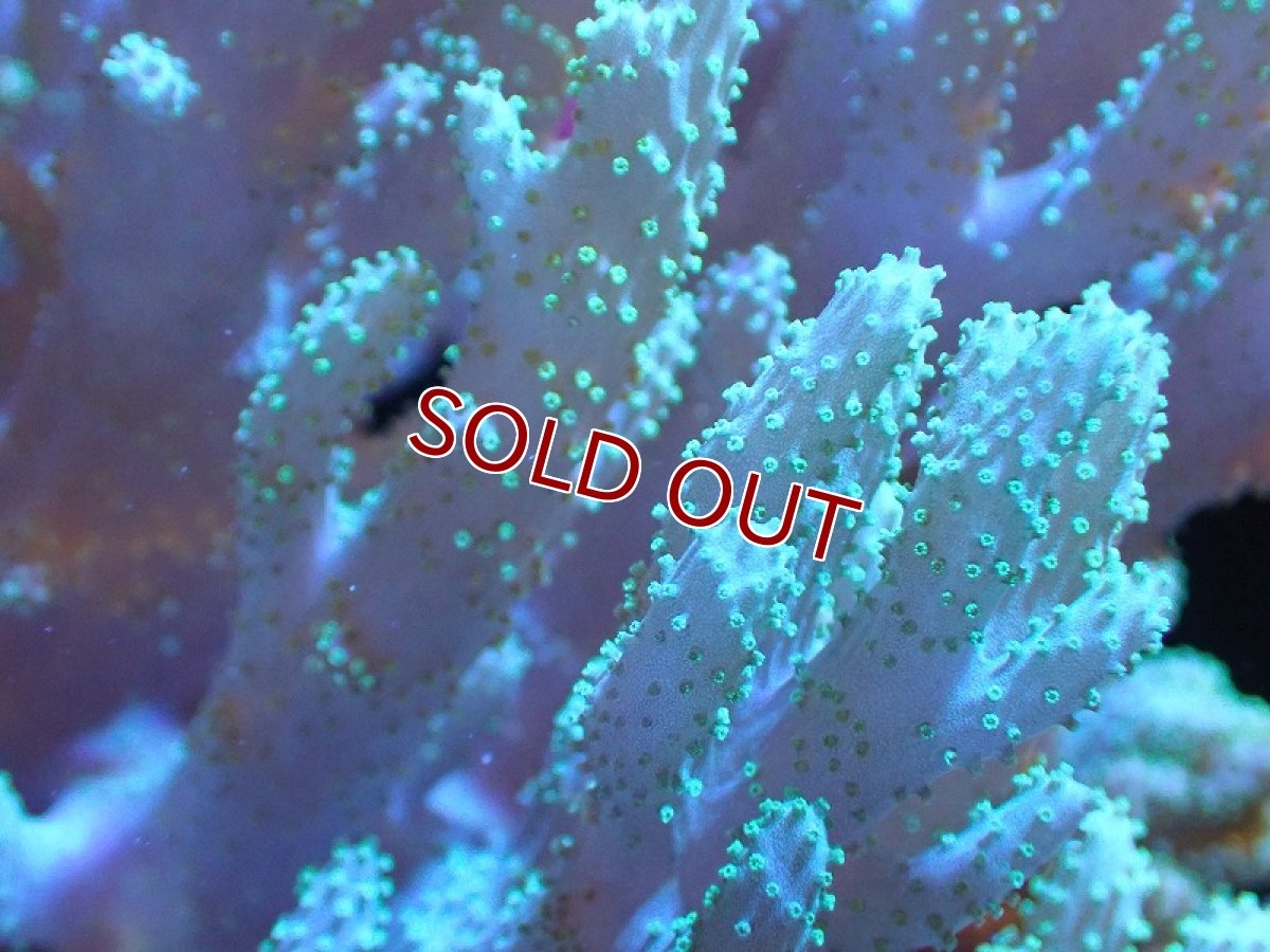 画像2: 【サンゴ】【通販】【沖縄産】ナグラカタトサカ（Mサイズ）グリーン（個体販売）（±15cm)No.4（生体）（サンゴ） (2)