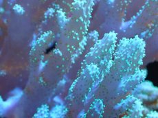 画像2: 【サンゴまとめ買い割引き10％〜20%OFF対象商品】 【サンゴ】【通販】【沖縄産】ナグラカタトサカ（Mサイズ）グリーン（個体販売）（±15cm)No.4（生体）（サンゴ） (2)