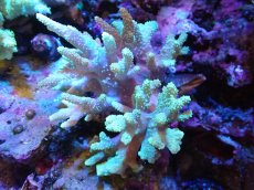 画像1: 【サンゴまとめ買い割引き10％〜20%OFF対象商品】 【サンゴ】【通販】【沖縄産】ナグラカタトサカ（SMサイズ）グリーン（個体販売）（±12cm)No.5（生体）（サンゴ） (1)