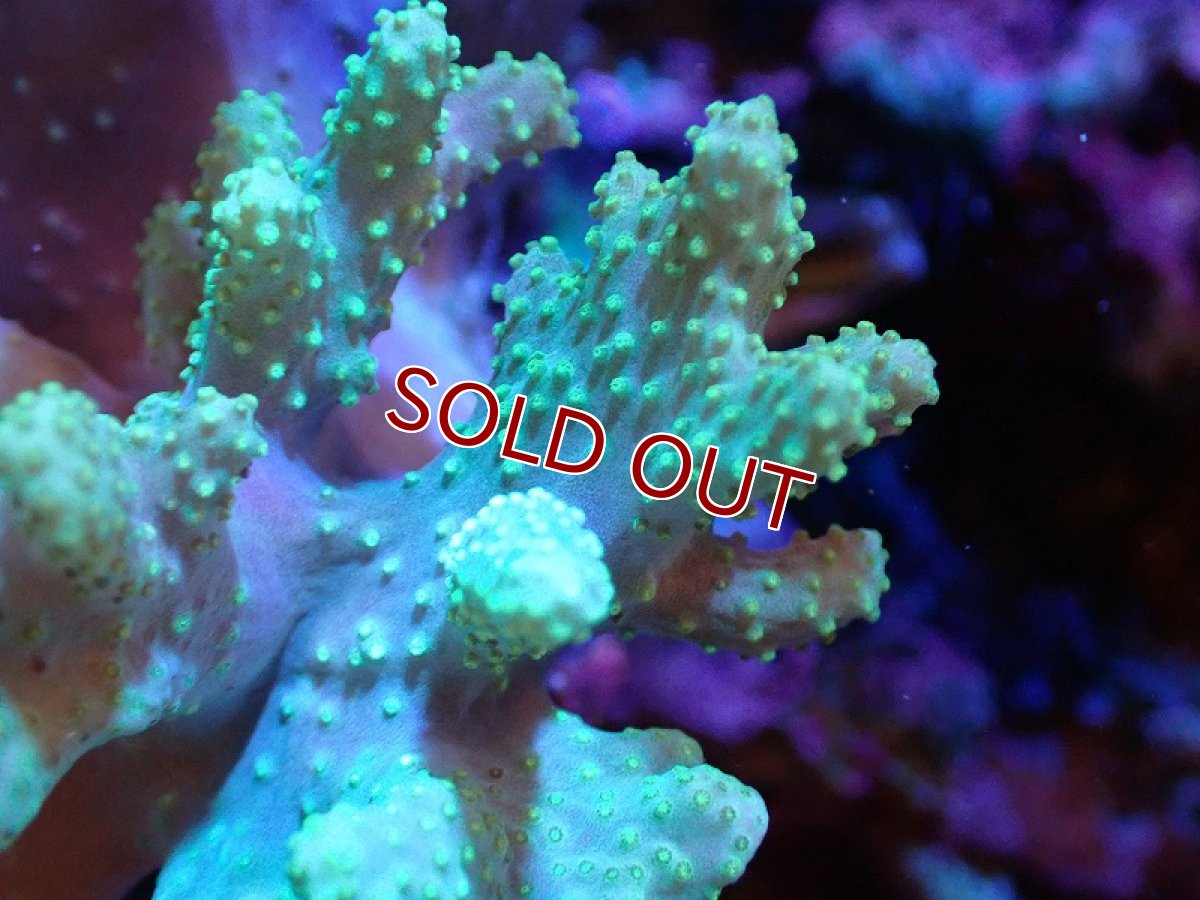 画像2: 【サンゴ】【通販】【沖縄産】ナグラカタトサカ（SMサイズ）グリーン（個体販売）（±12cm)No.5（生体）（サンゴ） (2)