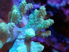 画像2: 【サンゴまとめ買い割引き10％〜20%OFF対象商品】 【サンゴ】【通販】【沖縄産】ナグラカタトサカ（SMサイズ）グリーン（個体販売）（±12cm)No.5（生体）（サンゴ） (2)