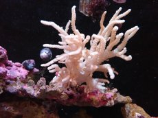 画像1: 【サンゴまとめ買い割引き10％〜20%OFF対象商品】 【サンゴ】【通販】【沖縄産】ヤナギカタトサカ（Mサイズ）（個体販売）（±15cm)No.4（生体）（サンゴ） (1)