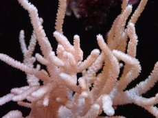 画像2: 【サンゴまとめ買い割引き10％〜20%OFF対象商品】 【サンゴ】【通販】【沖縄産】ヤナギカタトサカ（Mサイズ）（個体販売）（±15cm)No.4（生体）（サンゴ） (2)