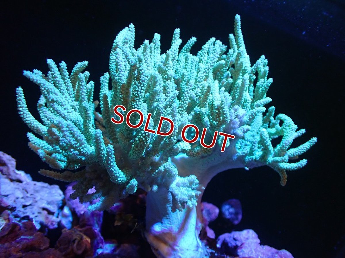 画像1: 【サンゴまとめ買い割引き10％〜20%OFF対象商品】 【サンゴ】【通販】【沖縄産】ヤナギカタトサカ（Lサイズ）グリーン（個体販売）（±15-18cm)No.1（生体）（サンゴ） (1)