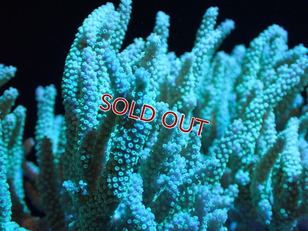 画像2: 【サンゴまとめ買い割引き10％〜20%OFF対象商品】 【サンゴ】【通販】【沖縄産】ヤナギカタトサカ（Lサイズ）グリーン（個体販売）（±15-18cm)No.1（生体）（サンゴ） (2)