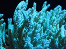 画像2: 【サンゴまとめ買い割引き10％〜20%OFF対象商品】 【サンゴ】【通販】【沖縄産】ヤナギカタトサカ（Lサイズ）グリーン（個体販売）（±15-18cm)No.1（生体）（サンゴ） (2)