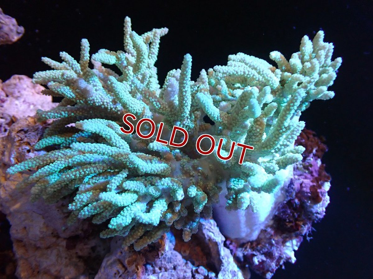 画像1: 【サンゴまとめ買い割引き10％〜20%OFF対象商品】 【サンゴ】【通販】【沖縄産】ヤナギカタトサカ（Lサイズ）グリーン（個体販売）（±15-18cm)No.2（生体）（サンゴ） (1)