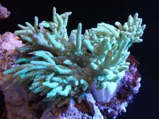 画像1: 【サンゴまとめ買い割引き10％〜20%OFF対象商品】 【サンゴ】【通販】【沖縄産】ヤナギカタトサカ（Lサイズ）グリーン（個体販売）（±15-18cm)No.2（生体）（サンゴ） (1)