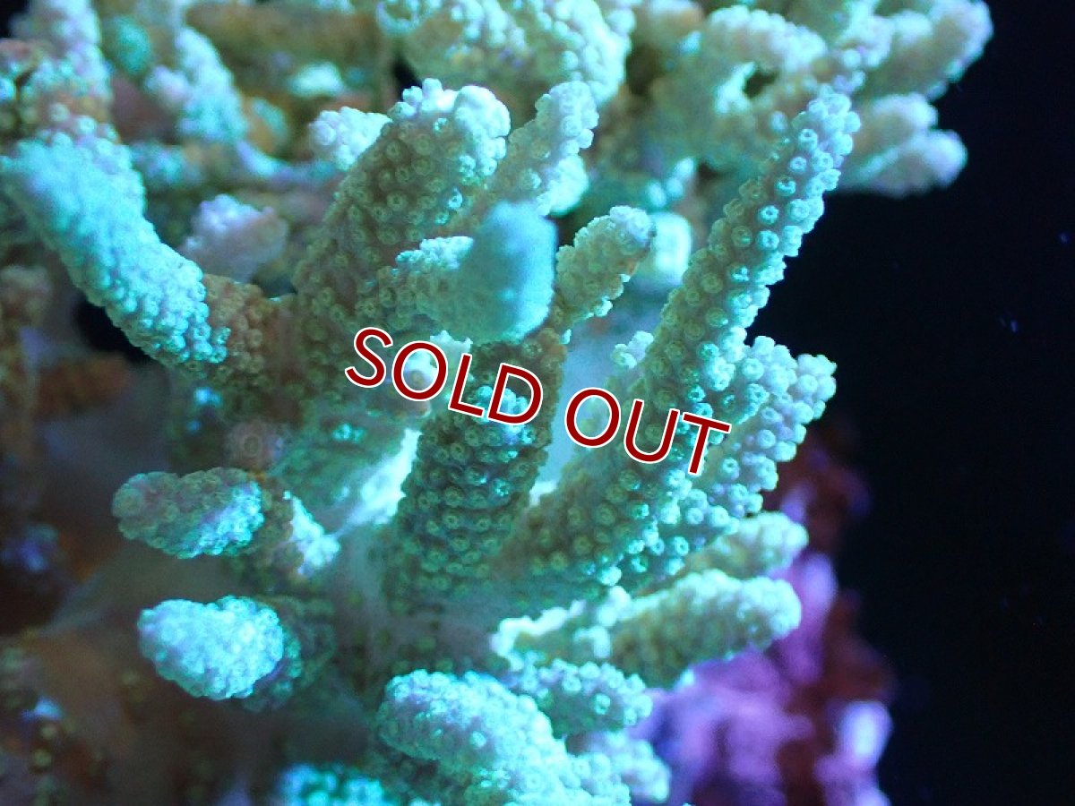 画像2: 【サンゴまとめ買い割引き10％〜20%OFF対象商品】 【サンゴ】【通販】【沖縄産】ヤナギカタトサカ（Lサイズ）グリーン（個体販売）（±15-18cm)No.2（生体）（サンゴ） (2)