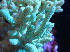 画像2: 【サンゴまとめ買い割引き10％〜20%OFF対象商品】 【サンゴ】【通販】【沖縄産】ヤナギカタトサカ（Lサイズ）グリーン（個体販売）（±15-18cm)No.2（生体）（サンゴ） (2)