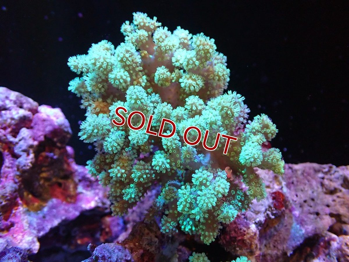 画像1: 【サンゴまとめ買い割引き10％〜20%OFF対象商品】 【サンゴ】【通販】【沖縄産】ナグラカタトサカ（Mサイズ）グリーン（個体販売）（±10-12cm)No.1（生体）（サンゴ） (1)