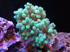 画像1: 【サンゴまとめ買い割引き10％〜20%OFF対象商品】 【サンゴ】【通販】【沖縄産】ナグラカタトサカ（Mサイズ）グリーン（個体販売）（±10-12cm)No.1（生体）（サンゴ） (1)