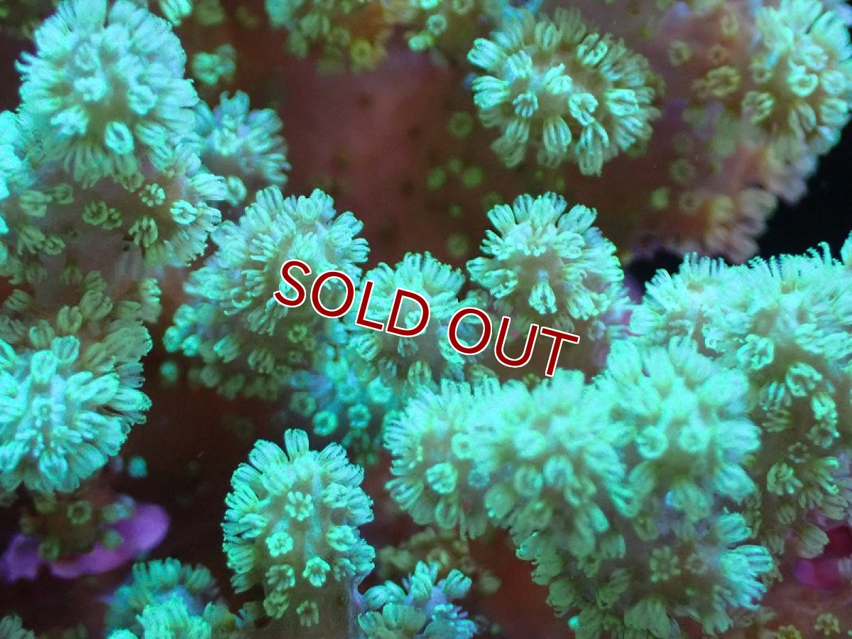 画像2: 【サンゴまとめ買い割引き10％〜20%OFF対象商品】 【サンゴ】【通販】【沖縄産】ナグラカタトサカ（Mサイズ）グリーン（個体販売）（±10-12cm)No.1（生体）（サンゴ） (2)