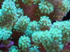 画像2: 【サンゴまとめ買い割引き10％〜20%OFF対象商品】 【サンゴ】【通販】【沖縄産】ナグラカタトサカ（Mサイズ）グリーン（個体販売）（±10-12cm)No.1（生体）（サンゴ） (2)