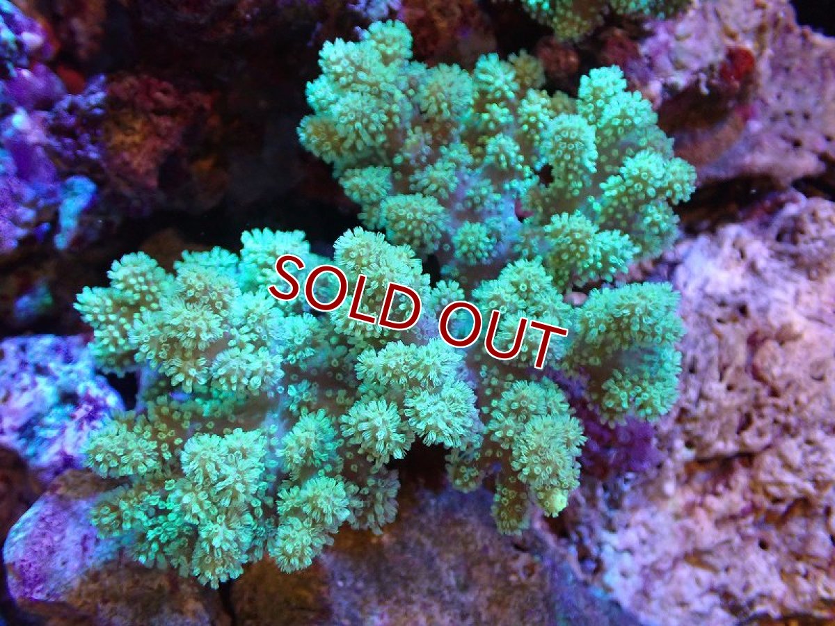 画像1: 【サンゴまとめ買い割引き10％〜20%OFF対象商品】 【サンゴ】【通販】【沖縄産】ナグラカタトサカ（Mサイズ）グリーン（個体販売）（±10-12cm)No.2（生体）（サンゴ） (1)