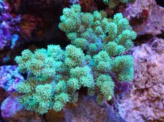 画像1: 【サンゴまとめ買い割引き10％〜20%OFF対象商品】 【サンゴ】【通販】【沖縄産】ナグラカタトサカ（Mサイズ）グリーン（個体販売）（±10-12cm)No.2（生体）（サンゴ） (1)