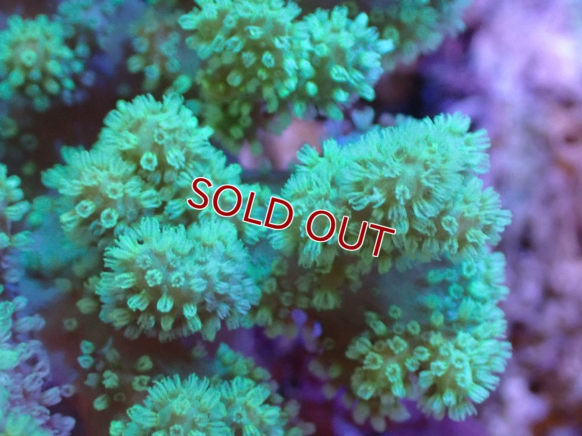 画像2: 【サンゴまとめ買い割引き10％〜20%OFF対象商品】 【サンゴ】【通販】【沖縄産】ナグラカタトサカ（Mサイズ）グリーン（個体販売）（±10-12cm)No.2（生体）（サンゴ） (2)