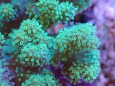 画像2: 【サンゴまとめ買い割引き10％〜20%OFF対象商品】 【サンゴ】【通販】【沖縄産】ナグラカタトサカ（Mサイズ）グリーン（個体販売）（±10-12cm)No.2（生体）（サンゴ） (2)