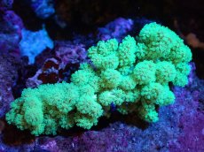 画像1: 【サンゴまとめ買い割引き10％〜20%OFF対象商品】 【サンゴ】【通販】【沖縄産】ナグラカタトサカ（SMサイズ）グリーン（個体販売）（±8-10cm)No.3（生体）（サンゴ） (1)