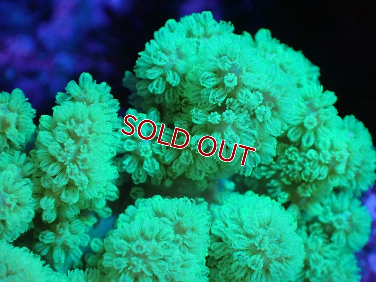 画像2: 【サンゴまとめ買い割引き10％〜20%OFF対象商品】 【サンゴ】【通販】【沖縄産】ナグラカタトサカ（SMサイズ）グリーン（個体販売）（±8-10cm)No.3（生体）（サンゴ） (2)