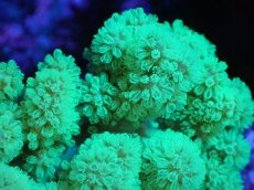 画像2: 【サンゴまとめ買い割引き10％〜20%OFF対象商品】 【サンゴ】【通販】【沖縄産】ナグラカタトサカ（SMサイズ）グリーン（個体販売）（±8-10cm)No.3（生体）（サンゴ） (2)