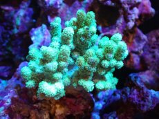 画像1: 【サンゴまとめ買い割引き10％〜20%OFF対象商品】 【サンゴ】【通販】【沖縄産】ナグラカタトサカ（Mサイズ）グリーン（個体販売）（±10-12cm)No.4（生体）（サンゴ） (1)