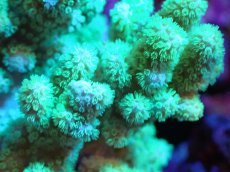 画像2: 【サンゴまとめ買い割引き10％〜20%OFF対象商品】 【サンゴ】【通販】【沖縄産】ナグラカタトサカ（Mサイズ）グリーン（個体販売）（±10-12cm)No.4（生体）（サンゴ） (2)