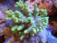 画像1: 【サンゴまとめ買い割引き10％〜20%OFF対象商品】 【サンゴ】【通販】【沖縄産】ナグラカタトサカ（SMサイズ）グリーン（個体販売）（±8-10cm)No.5（生体）（サンゴ） (1)