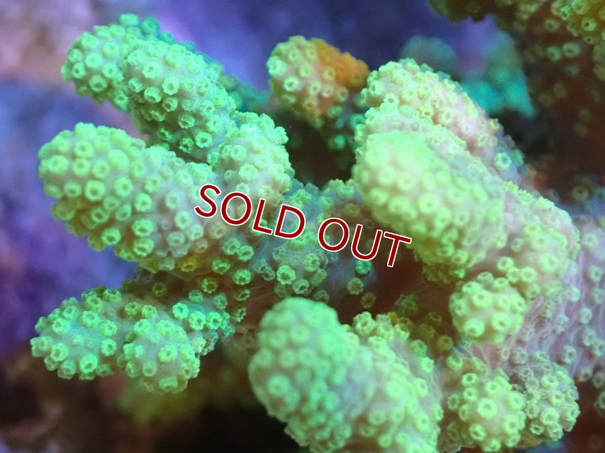 画像2: 【サンゴまとめ買い割引き10％〜20%OFF対象商品】 【サンゴ】【通販】【沖縄産】ナグラカタトサカ（SMサイズ）グリーン（個体販売）（±8-10cm)No.5（生体）（サンゴ） (2)