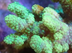 画像2: 【サンゴまとめ買い割引き10％〜20%OFF対象商品】 【サンゴ】【通販】【沖縄産】ナグラカタトサカ（SMサイズ）グリーン（個体販売）（±8-10cm)No.5（生体）（サンゴ） (2)