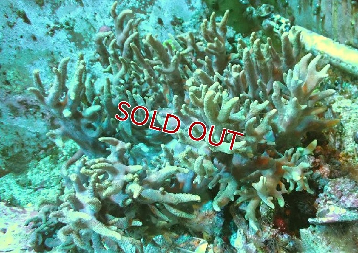 画像1: 【サンゴまとめ買い割引き10％〜20%OFF対象商品】 【サンゴ】【通販】超特価！トサカsp. (XXXL)（個体販売）（±45-50cm)（生体）（サンゴ） (1)