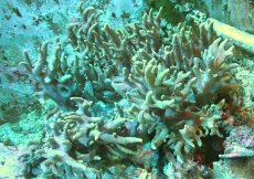 画像1: 【サンゴまとめ買い割引き10％〜20%OFF対象商品】 【サンゴ】【通販】超特価！トサカsp. (XXXL)（個体販売）（±45-50cm)（生体）（サンゴ） (1)