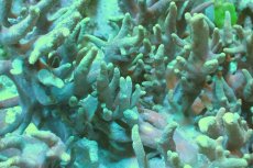 画像2: 【サンゴまとめ買い割引き10％〜20%OFF対象商品】 【サンゴ】【通販】超特価！トサカsp. (XXXL)（個体販売）（±45-50cm)（生体）（サンゴ） (2)