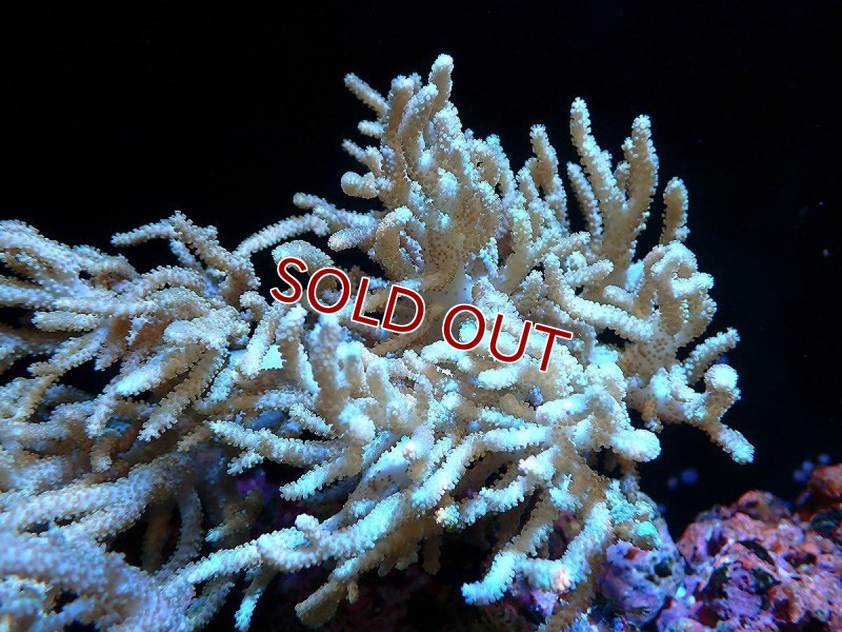 画像1: 【サンゴまとめ買い割引き10％〜20%OFF対象商品】 【サンゴ】【通販】【沖縄産】ヤナギカタトサカ（ML)（個体販売）（±15-18cm)No.1（生体）（サンゴ） (1)