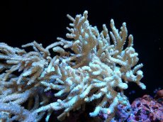 画像1: 【サンゴまとめ買い割引き10％〜20%OFF対象商品】 【サンゴ】【通販】【沖縄産】ヤナギカタトサカ（ML)（個体販売）（±15-18cm)No.1（生体）（サンゴ） (1)