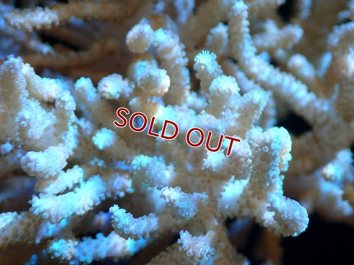 画像2: 【サンゴまとめ買い割引き10％〜20%OFF対象商品】 【サンゴ】【通販】【沖縄産】ヤナギカタトサカ（ML)（個体販売）（±15-18cm)No.1（生体）（サンゴ） (2)