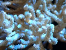 画像2: 【サンゴまとめ買い割引き10％〜20%OFF対象商品】 【サンゴ】【通販】【沖縄産】ヤナギカタトサカ（ML)（個体販売）（±15-18cm)No.1（生体）（サンゴ） (2)