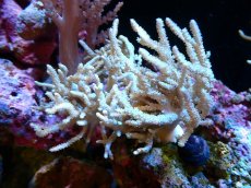 画像1: 【サンゴまとめ買い割引き10％〜20%OFF対象商品】 【サンゴ】【通販】【沖縄産】ヤナギカタトサカ（ML)（個体販売）（±15-18cm)No.2（生体）（サンゴ） (1)