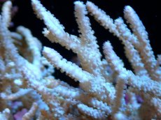 画像2: 【サンゴまとめ買い割引き10％〜20%OFF対象商品】 【サンゴ】【通販】【沖縄産】ヤナギカタトサカ（ML)（個体販売）（±15-18cm)No.2（生体）（サンゴ） (2)