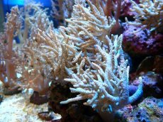 画像1: 【サンゴまとめ買い割引き10％〜20%OFF対象商品】 【サンゴ】【通販】【沖縄産】ヤナギカタトサカ（XL)（個体販売）（±20-25cm)No.3（生体）（サンゴ） (1)