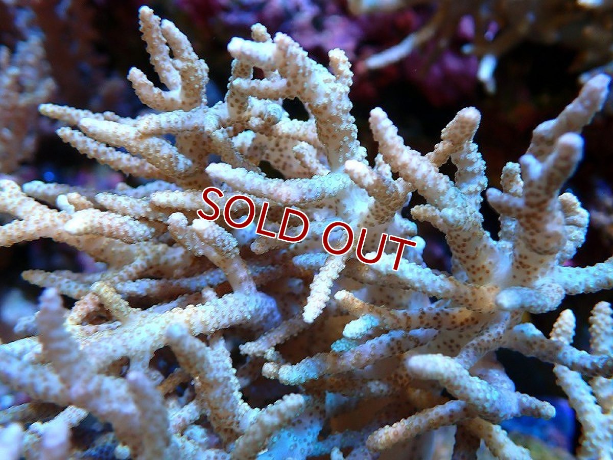 画像2: 【サンゴ】【通販】【沖縄産】ヤナギカタトサカ（XL)（個体販売）（±20-25cm)No.3（生体）（サンゴ） (2)