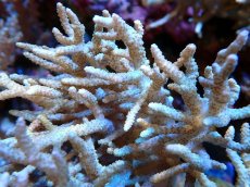 画像2: 【サンゴまとめ買い割引き10％〜20%OFF対象商品】 【サンゴ】【通販】【沖縄産】ヤナギカタトサカ（XL)（個体販売）（±20-25cm)No.3（生体）（サンゴ） (2)