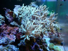 画像1: 【サンゴまとめ買い割引き10％〜20%OFF対象商品】 【サンゴ】【通販】【沖縄産】ヤナギカタトサカ（ML)（個体販売）（±15-18cm)No.4（生体）（サンゴ） (1)