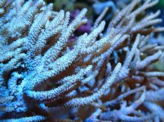 画像2: 【サンゴまとめ買い割引き10％〜20%OFF対象商品】 【サンゴ】【通販】【沖縄産】ヤナギカタトサカ（ML)（個体販売）（±15-18cm)No.4（生体）（サンゴ） (2)