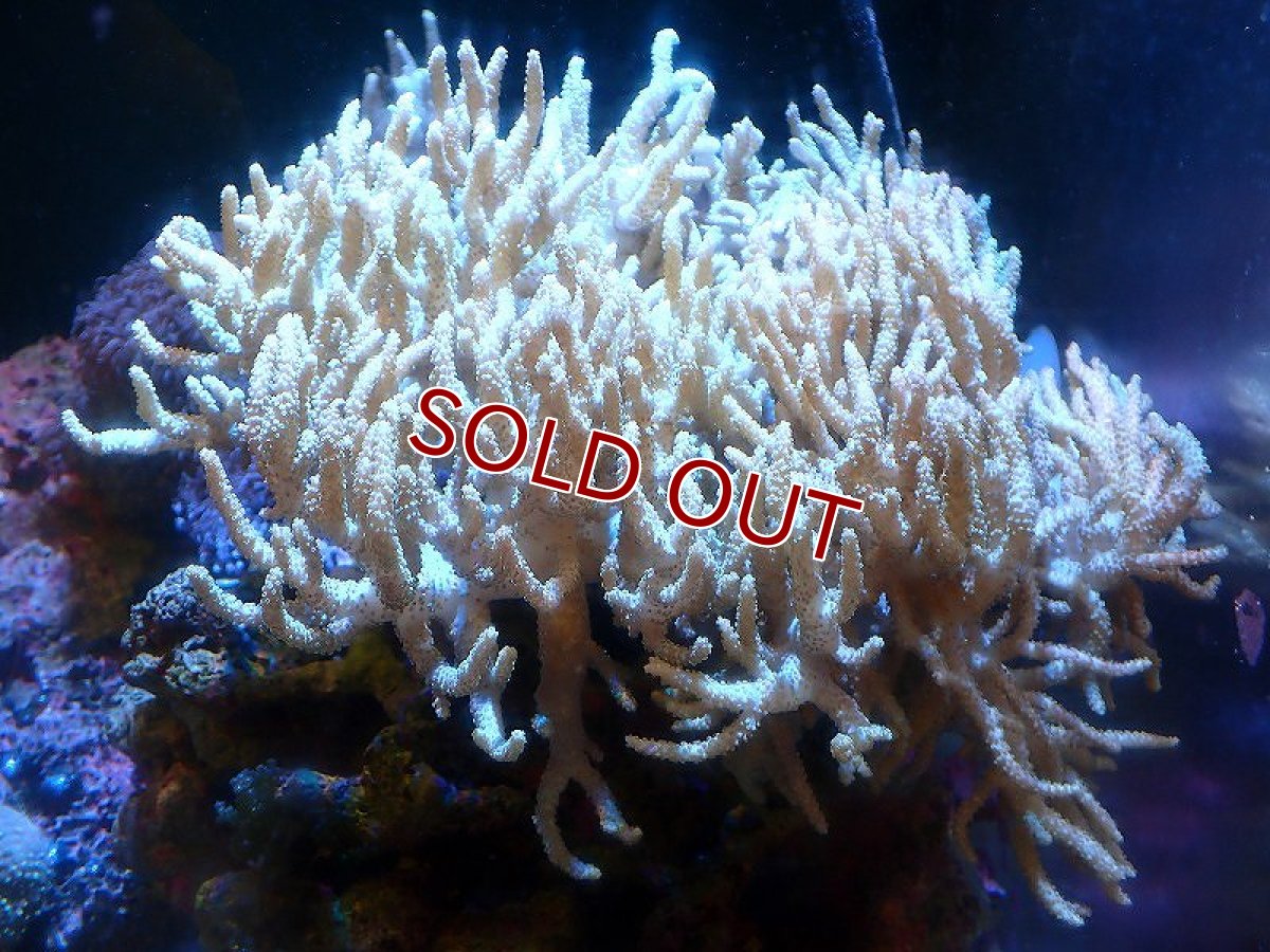 画像1: 【サンゴまとめ買い割引き10％〜20%OFF対象商品】 【サンゴ】【通販】【沖縄産】ヤナギカタトサカ（XL)（個体販売）（±20-25cm)No.5（生体）（サンゴ） (1)