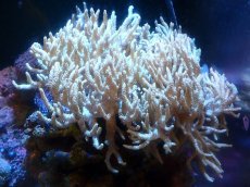 画像1: 【サンゴまとめ買い割引き10％〜20%OFF対象商品】 【サンゴ】【通販】【沖縄産】ヤナギカタトサカ（XL)（個体販売）（±20-25cm)No.5（生体）（サンゴ） (1)