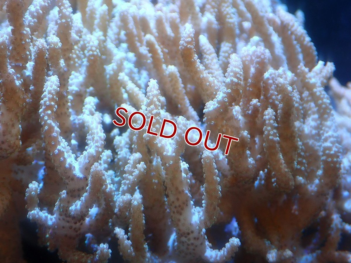 画像2: 【サンゴまとめ買い割引き10％〜20%OFF対象商品】 【サンゴ】【通販】【沖縄産】ヤナギカタトサカ（XL)（個体販売）（±20-25cm)No.5（生体）（サンゴ） (2)