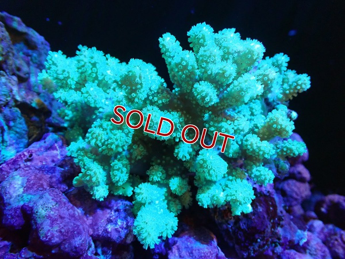 画像1: 【サンゴ】【通販】【沖縄産】ナグラカタトサカ（Green/Mサイズ）（個体販売）（±9-11cm)No.1（生体）（サンゴ） (1)