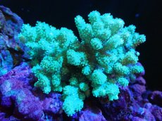 画像1: 【サンゴまとめ買い割引き10％〜20%OFF対象商品】 【サンゴ】【通販】【沖縄産】ナグラカタトサカ（Green/Mサイズ）（個体販売）（±9-11cm)No.1（生体）（サンゴ） (1)