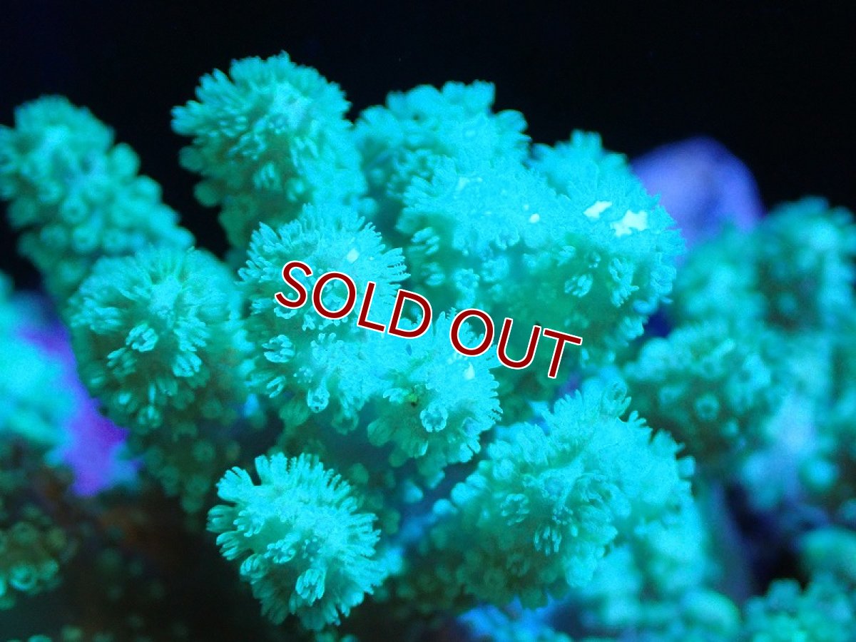 画像2: 【サンゴ】【通販】【沖縄産】ナグラカタトサカ（Green/Mサイズ）（個体販売）（±9-11cm)No.1（生体）（サンゴ） (2)